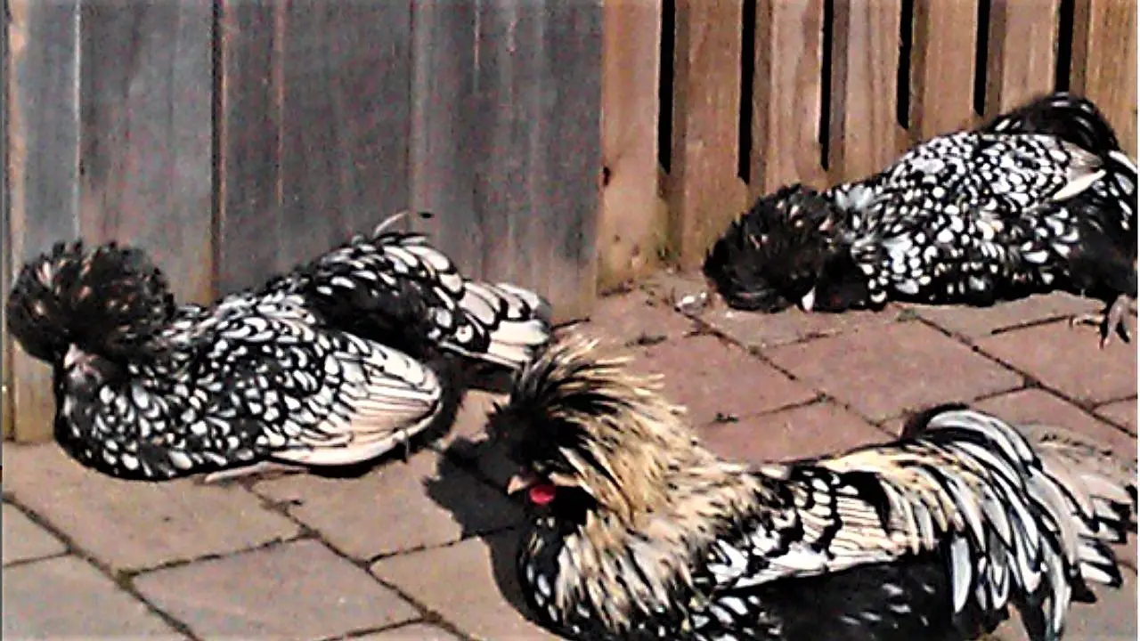 Silver Laced Polish Chicken