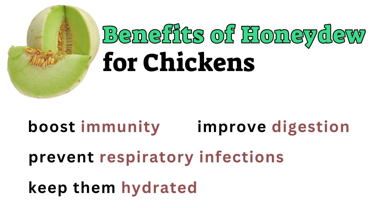 Can Chickens Eat Honeydew