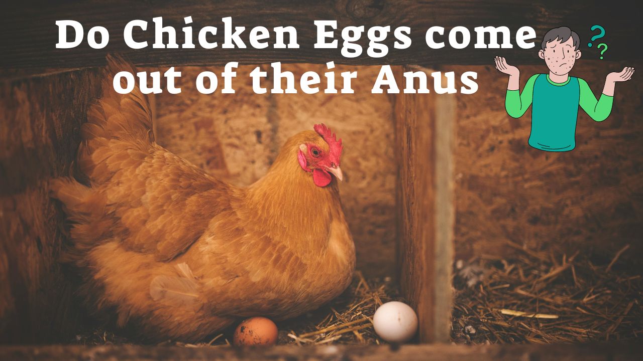 Do Chicken Eggs come out of their Anus. a hen sit for laying egg