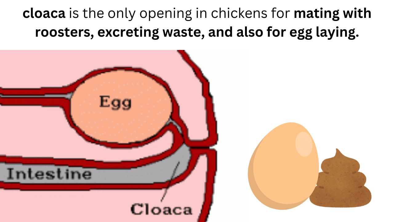 Do Chicken Eggs come out of their Anus? Cloaca in chicken