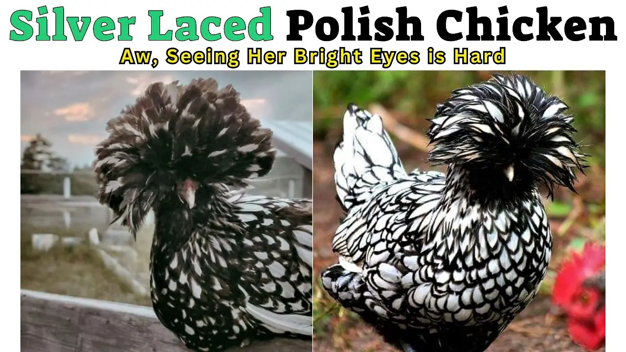 Silver Laced Polish Chicken