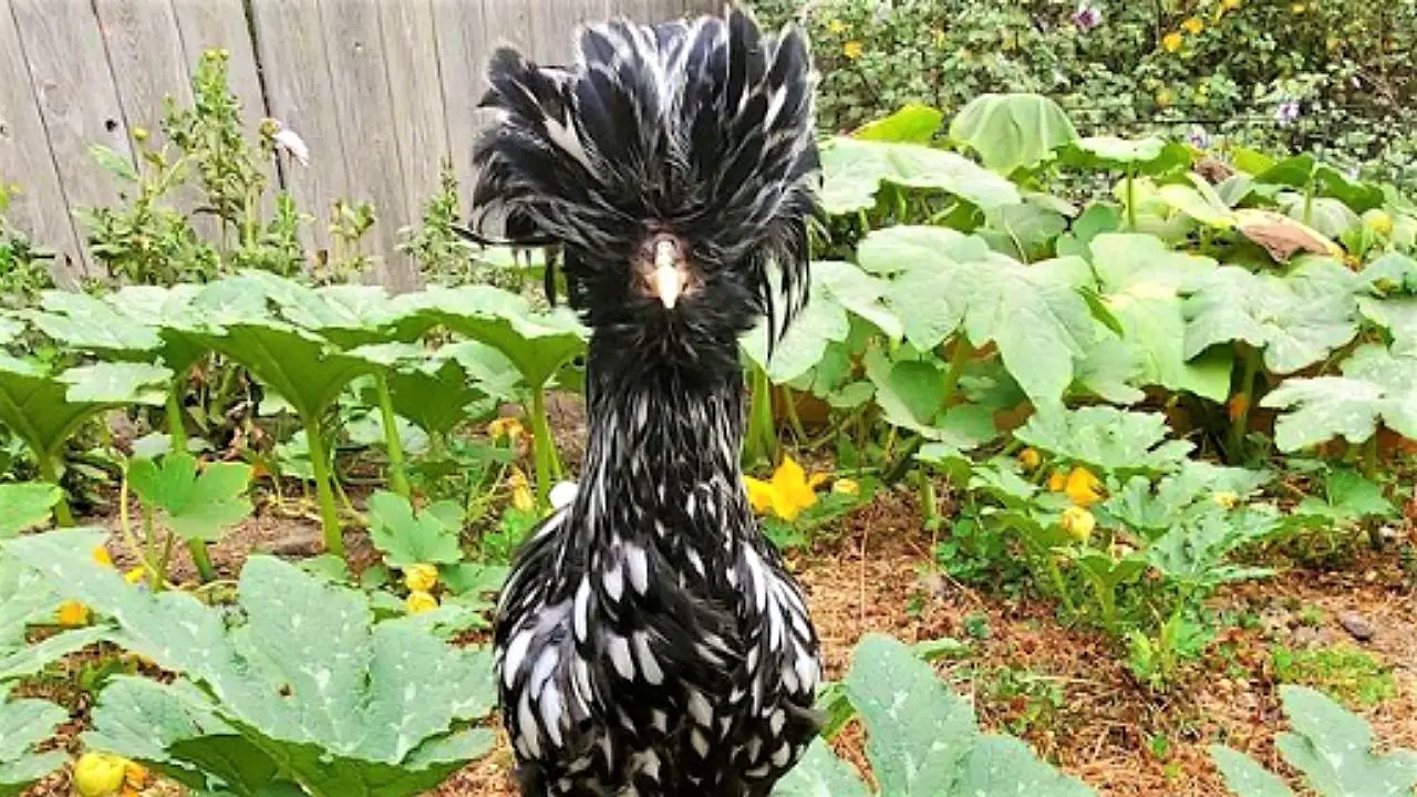 Silver Laced Polish Chicken