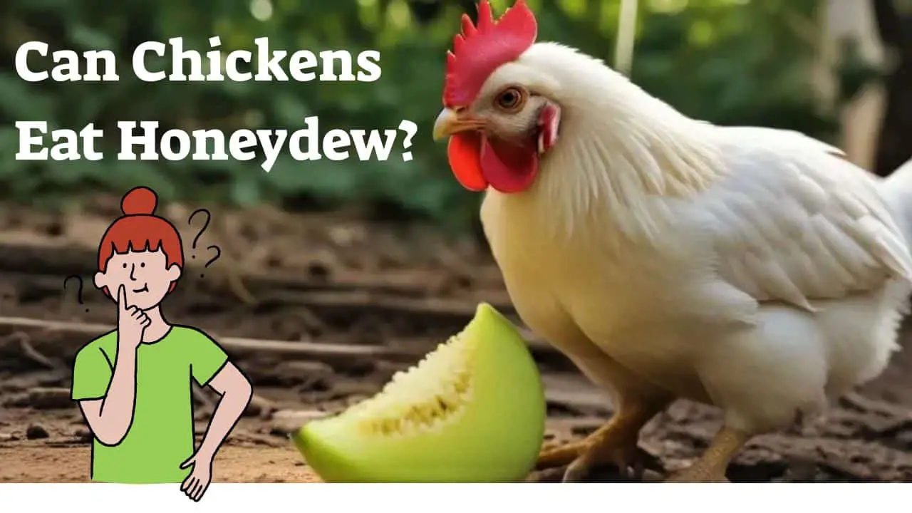 Can Chickens Eat Honeydew