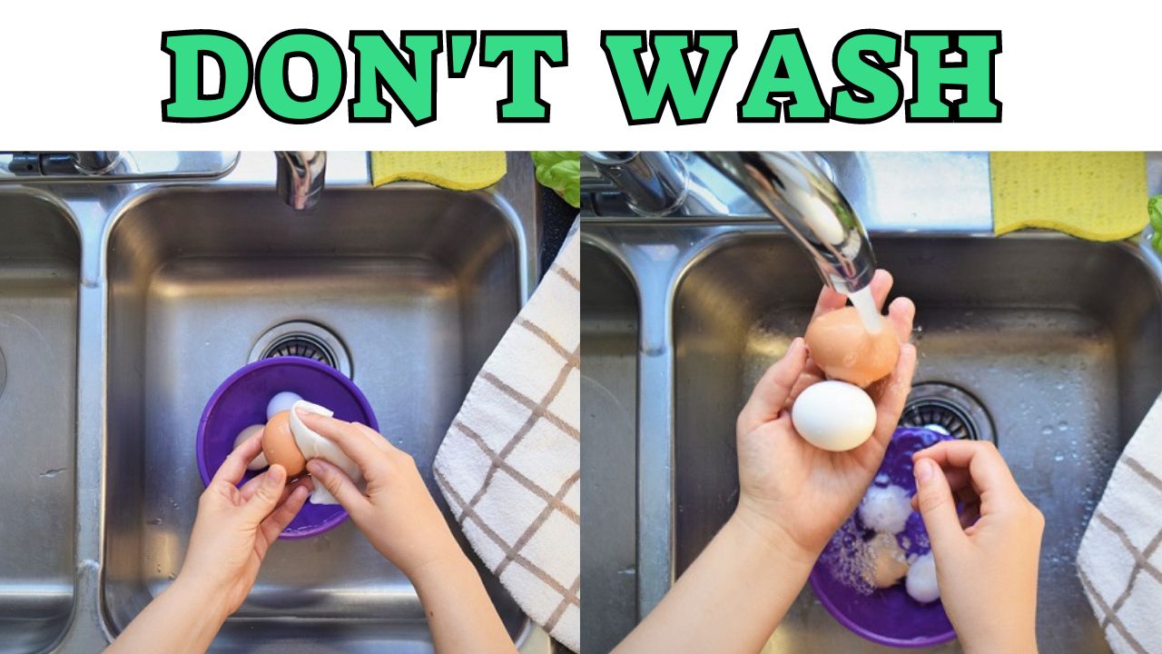 avoid washing eggs for incubating