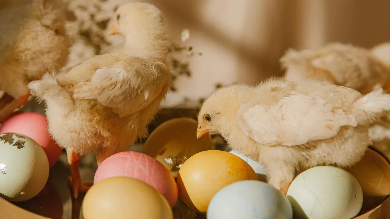 How Long Can Chicks Stay in Incubator