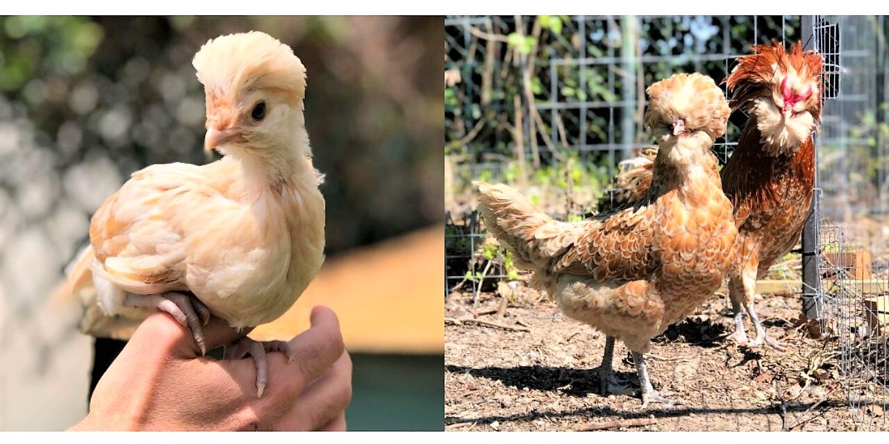 chickens with crest