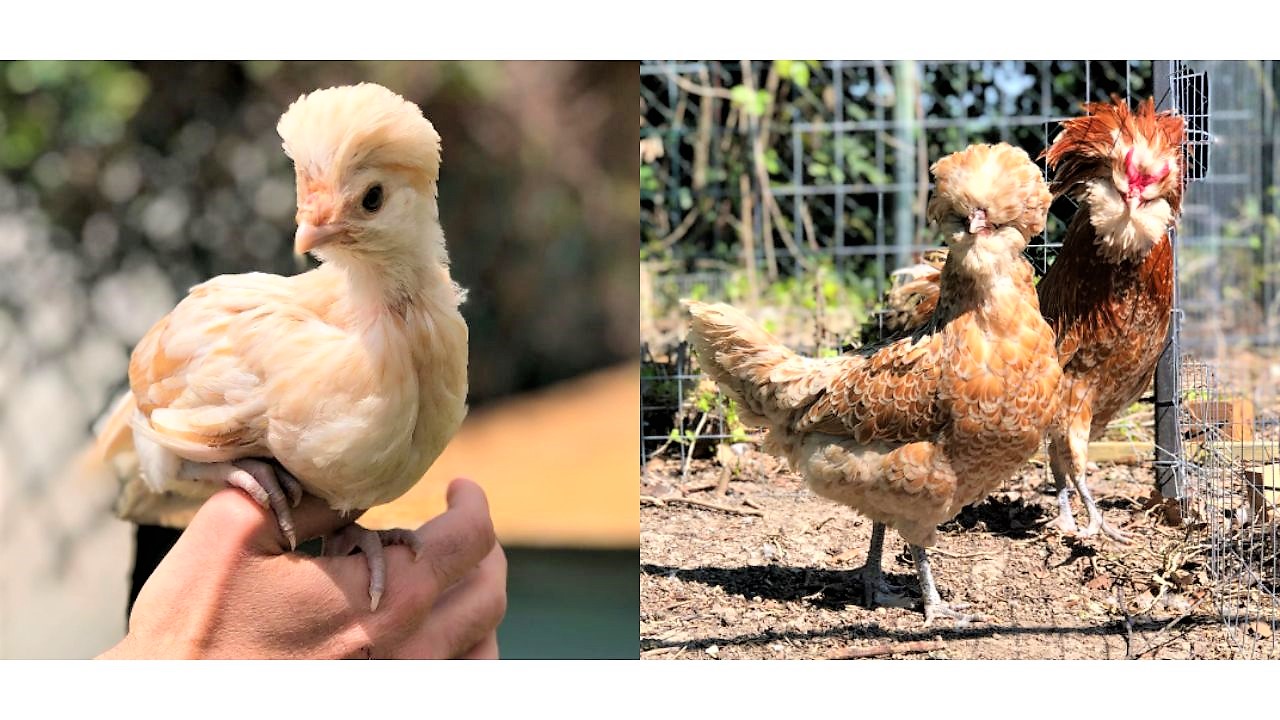 chickens with crest