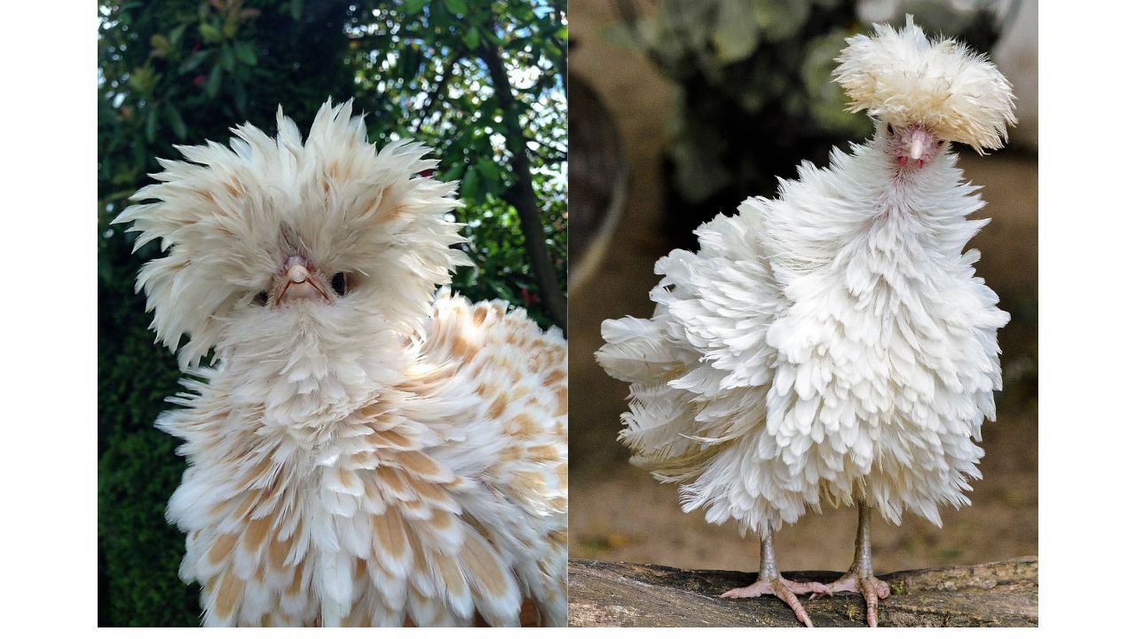 Chickens with Fluffy crest