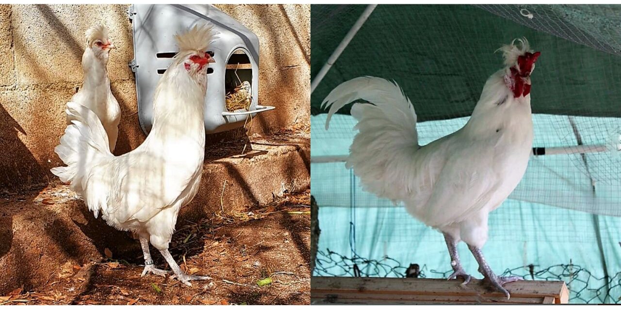 Polverara Chicken with fluffy head