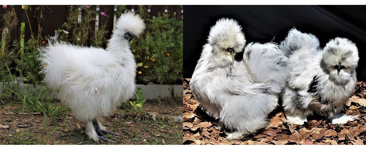 Chickens with Fluffy Head