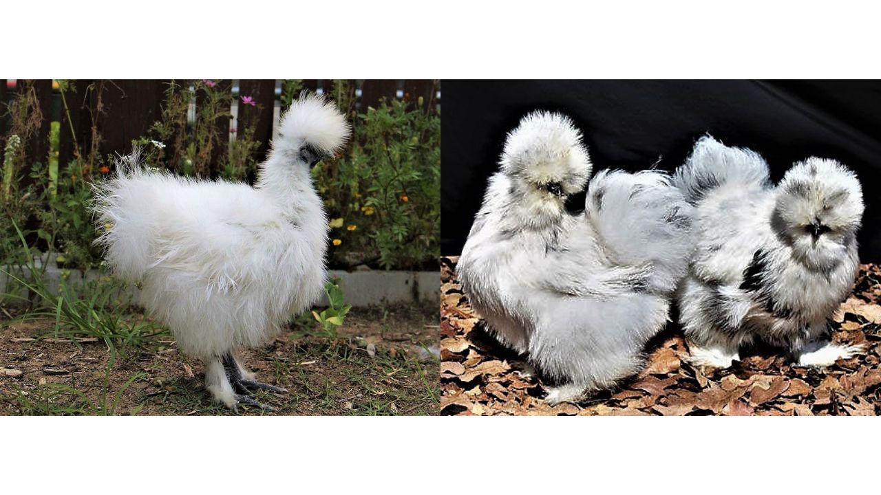 Chickens with Fluffy Head