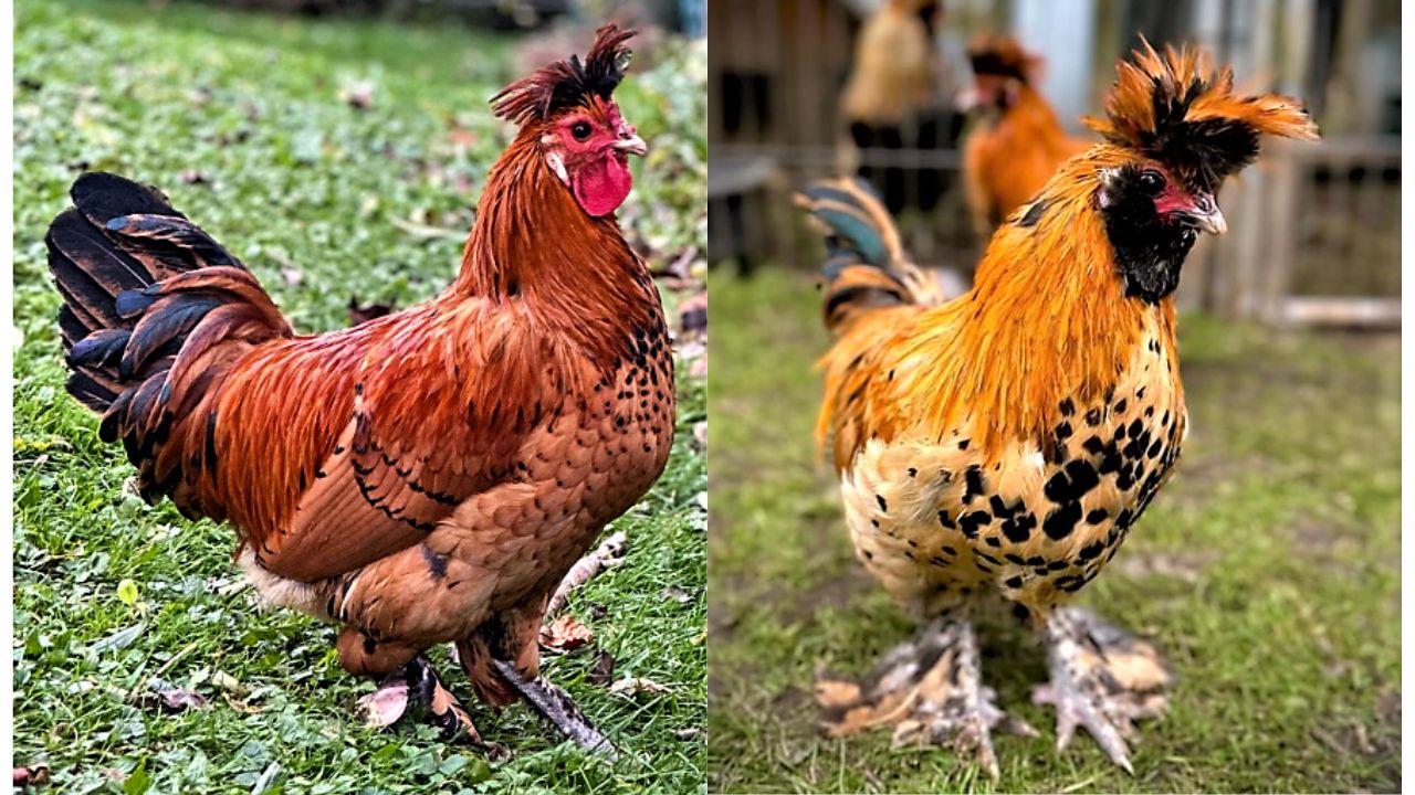 fluffy crest chickens