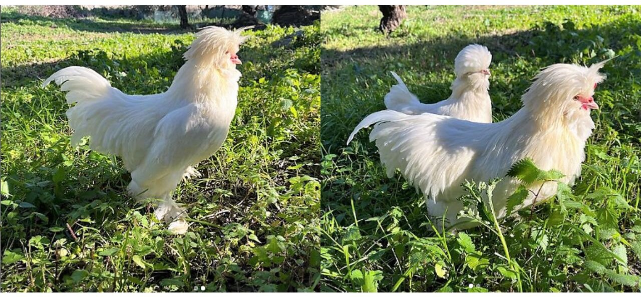 Chicken with Fluffy Head or crest