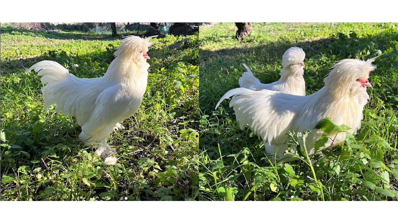 Chicken with Fluffy Head or crest