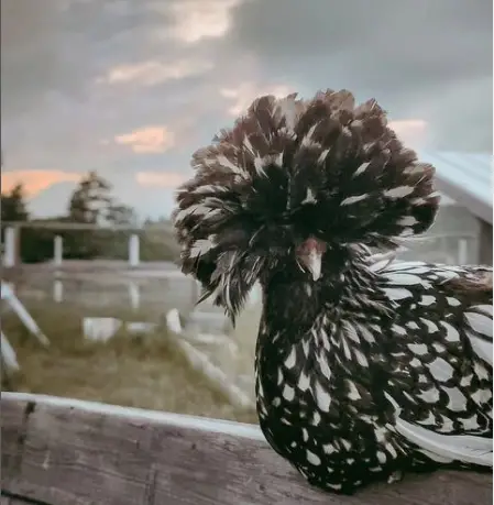 Silver Laced Polish Chicken