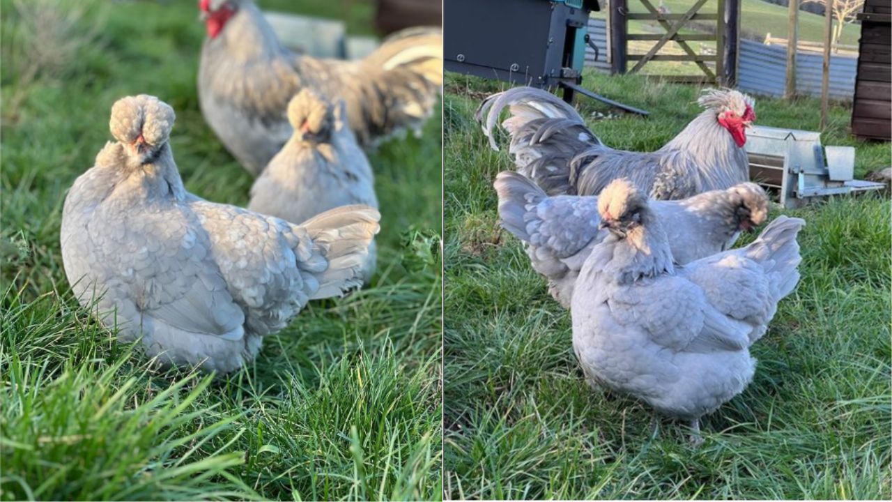 Chickens with Green Legs