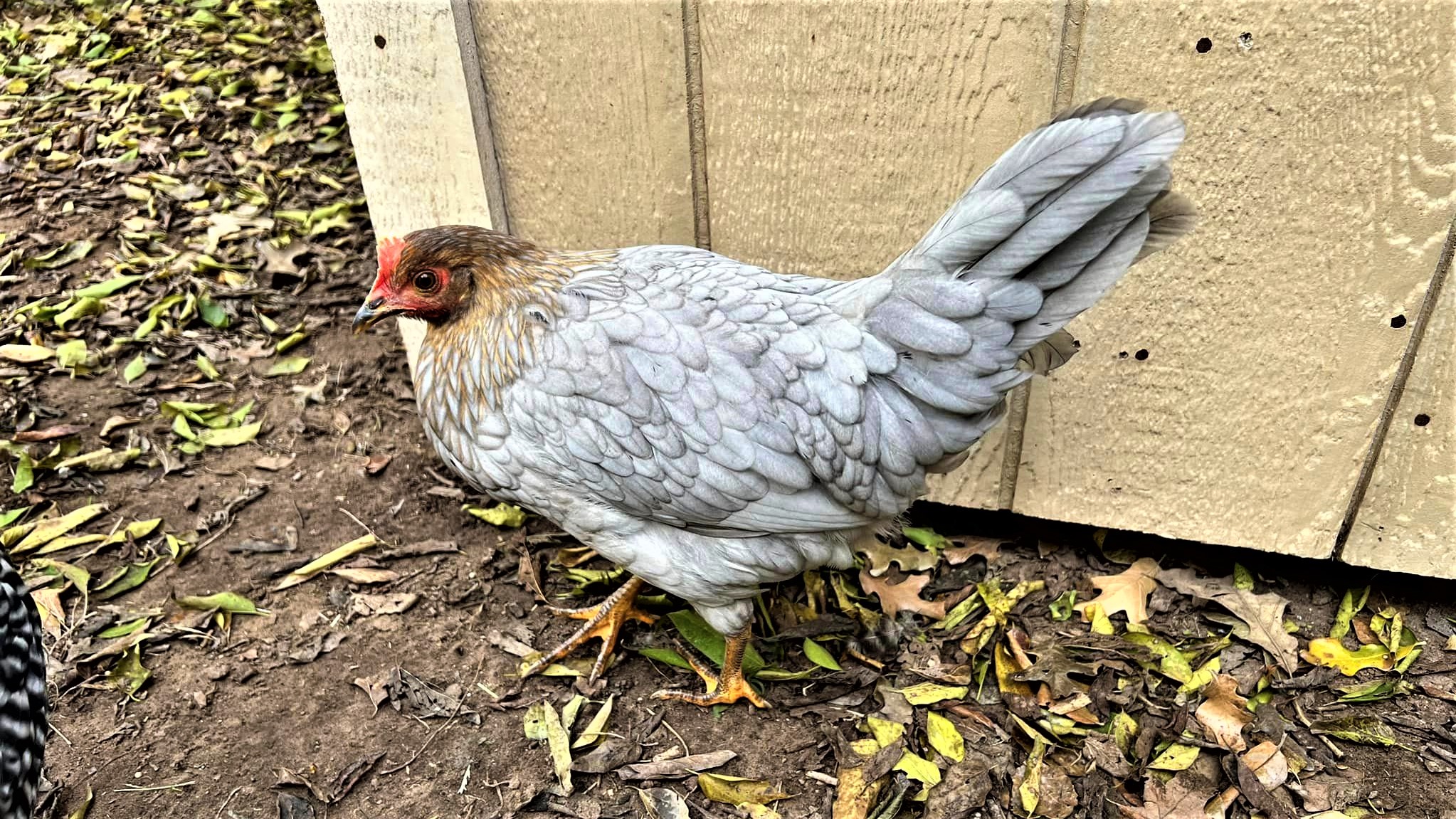 Blue Breasted Brown Leghorn hen