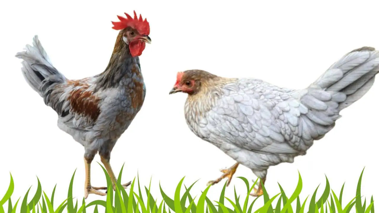 Leghorn chickens