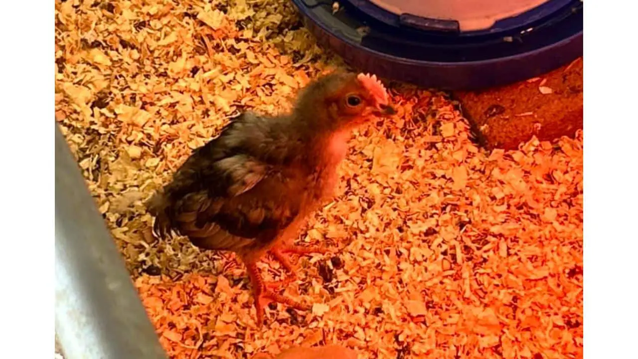 Blue Breasted Brown Leghorn chicks