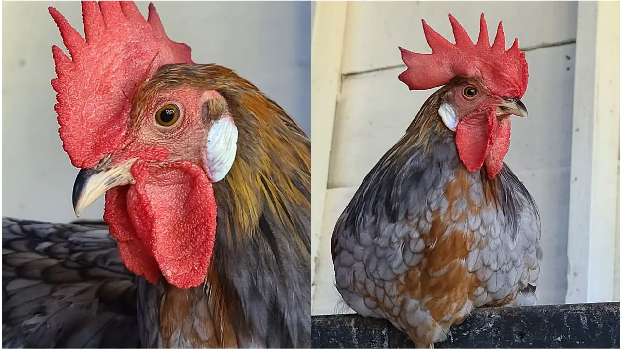 Blue Breasted Brown Leghorn rooster