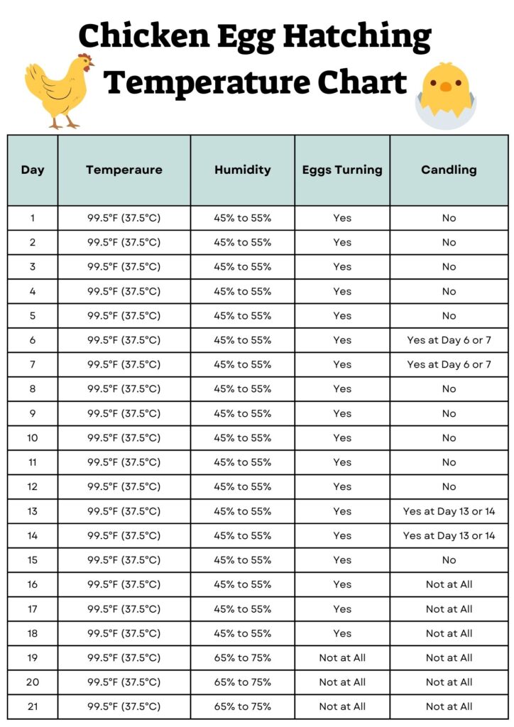 Chicken Egg Hatching Temperature Chart