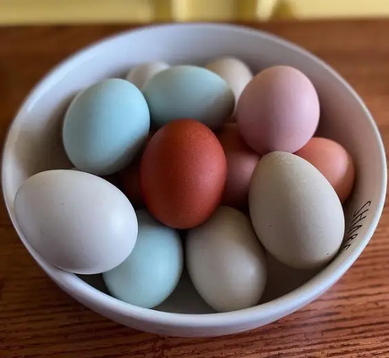 colorful eggs