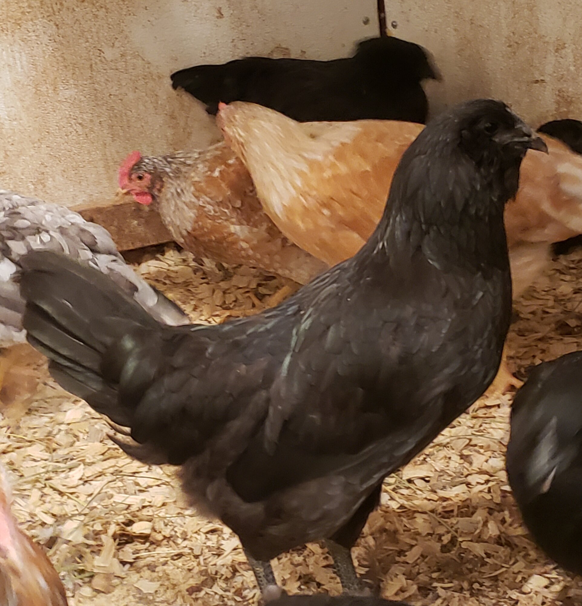 black chicken