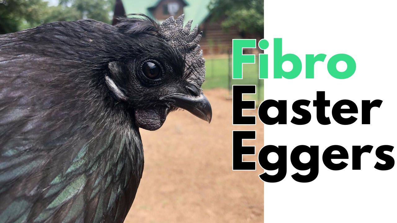 Fibro easter eggers