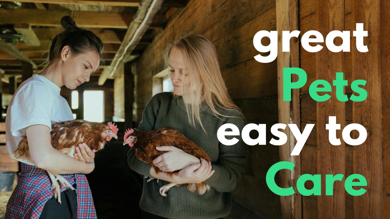 Is raising chickens cost effective