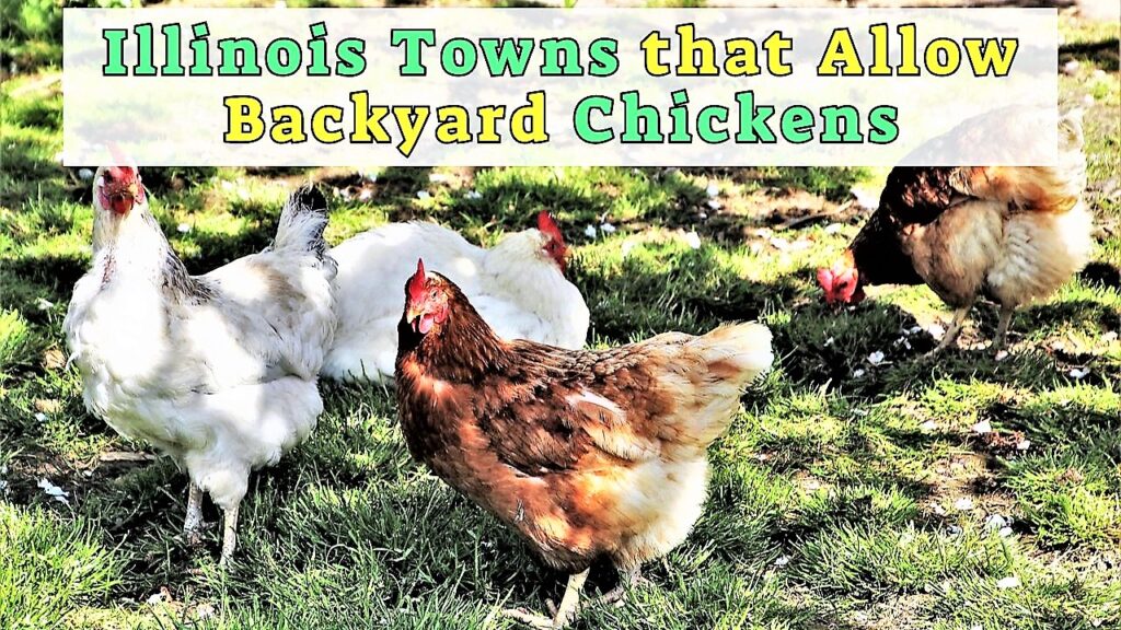 Illinois Towns that Allow Backyard Chickens | Illinois Chickens Law