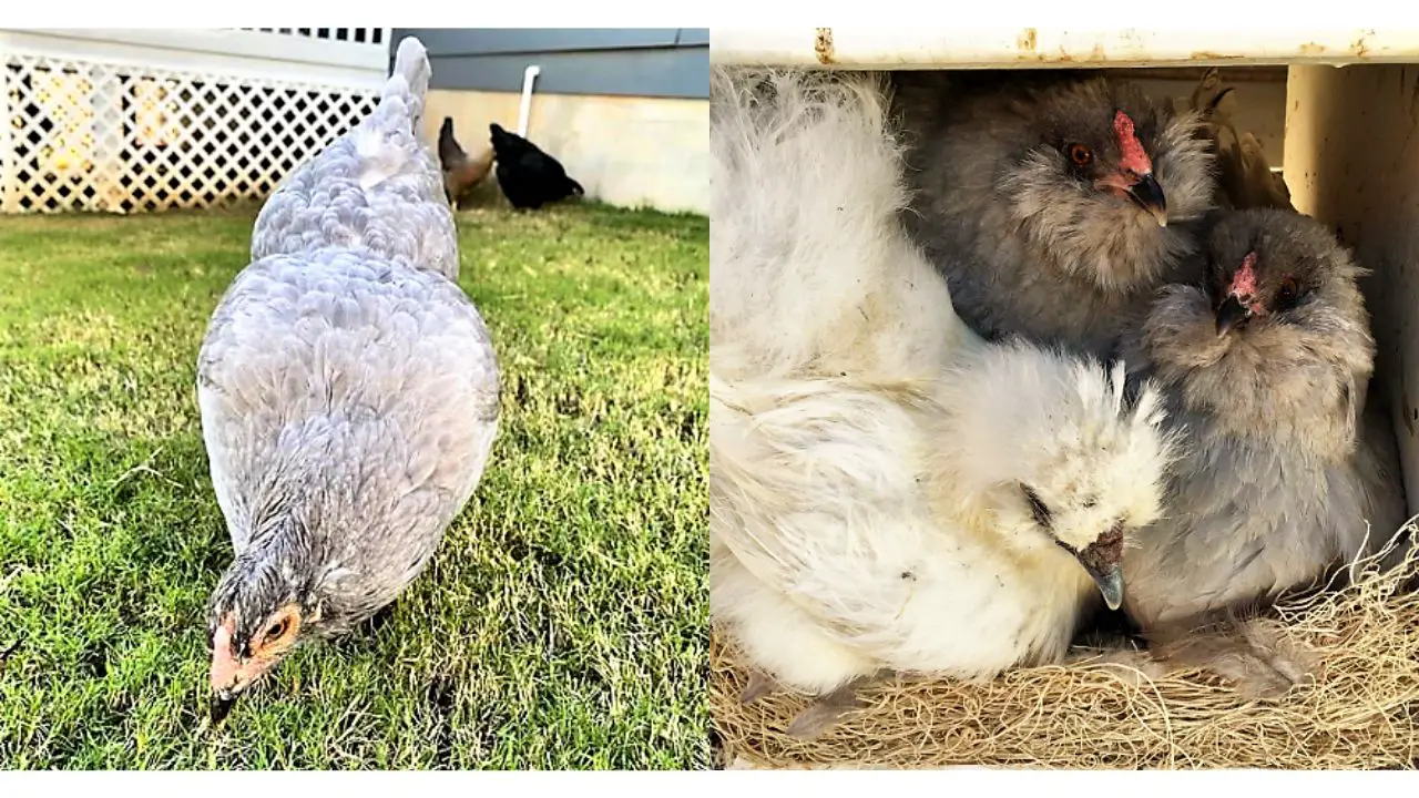 chickens one in a garden and three sit in nest