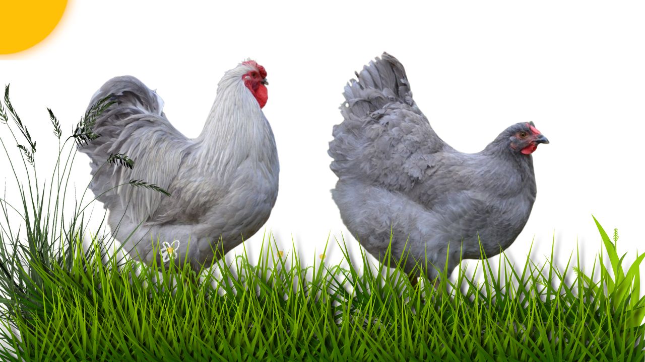 Lavender Wyandotte Chickens