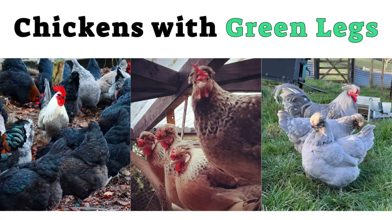 Chickens with Green Legs