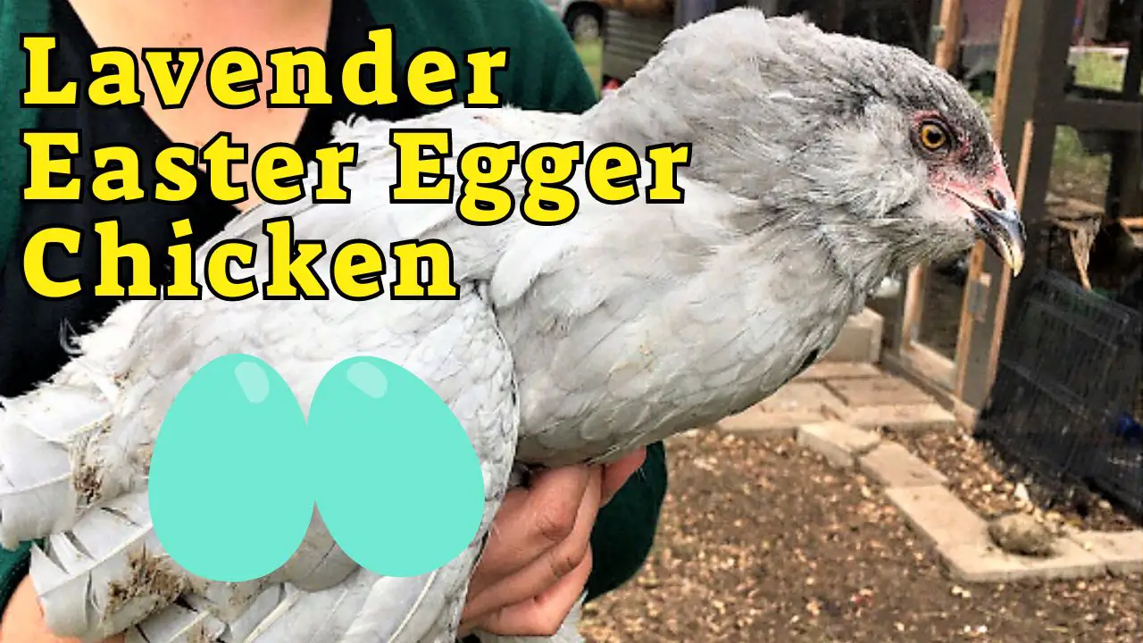 Lavender Easter Egger Chicken