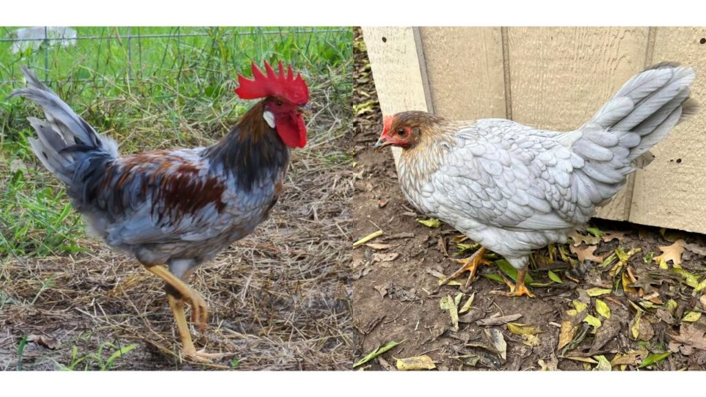 Blue Breasted Brown Leghorn Chickens | A Beginner's Guide