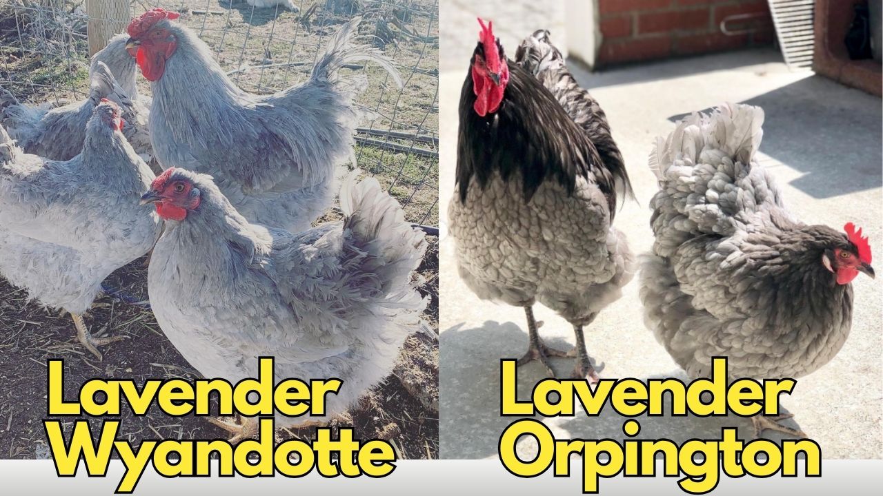 Lavender Wyandotte vs Lavender Orpington 