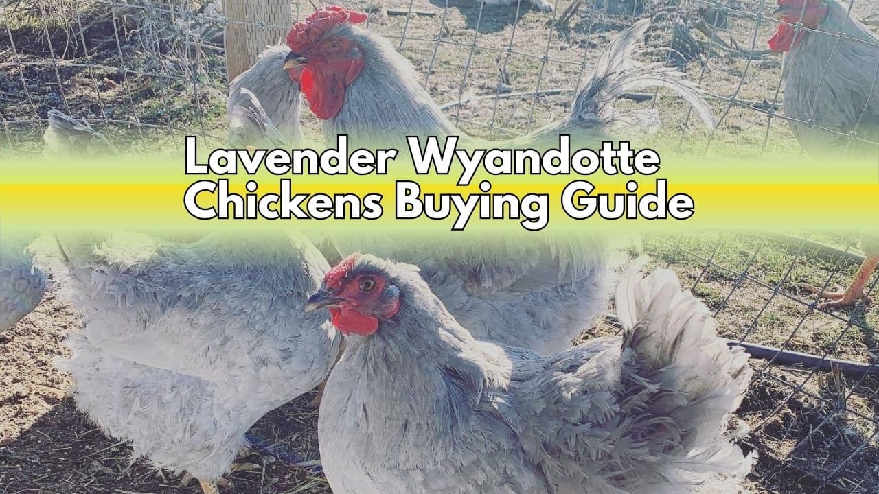 Lavender Wyandotte Chickens