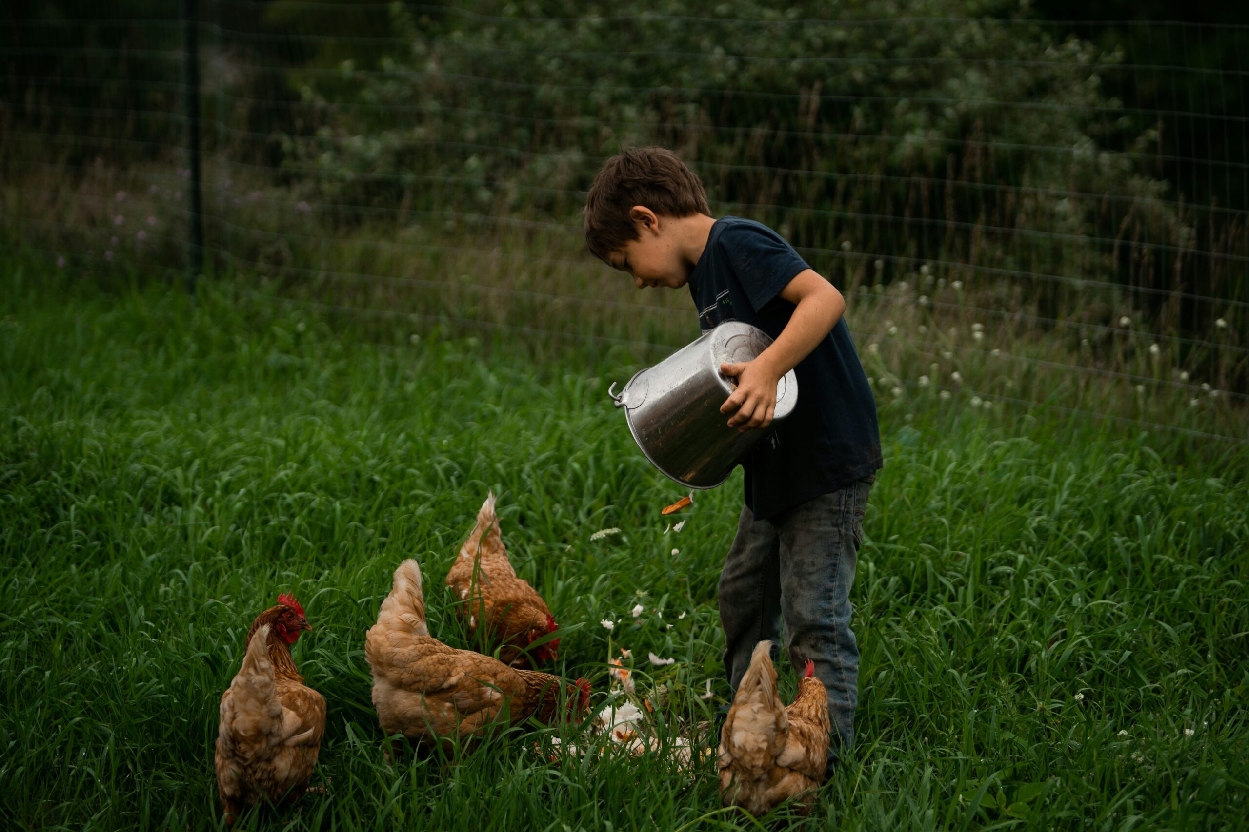 a boy feeding chickens