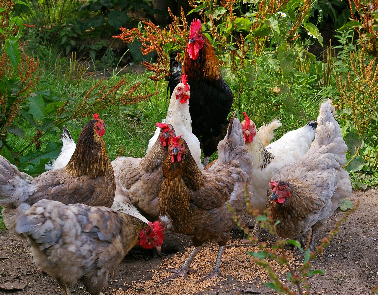 Organic Chicken Farming