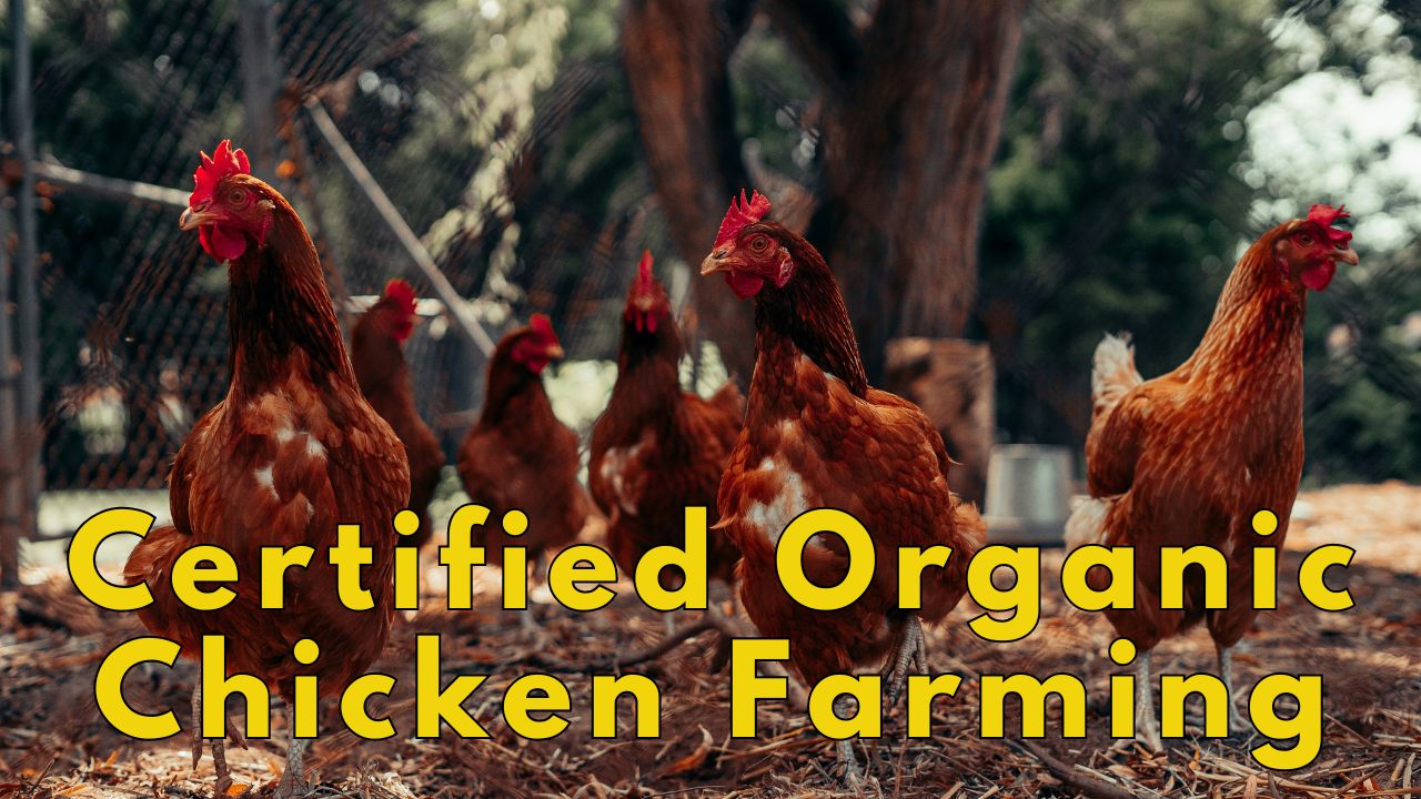 Guide to Certification and Success of Organic Chicken Farming