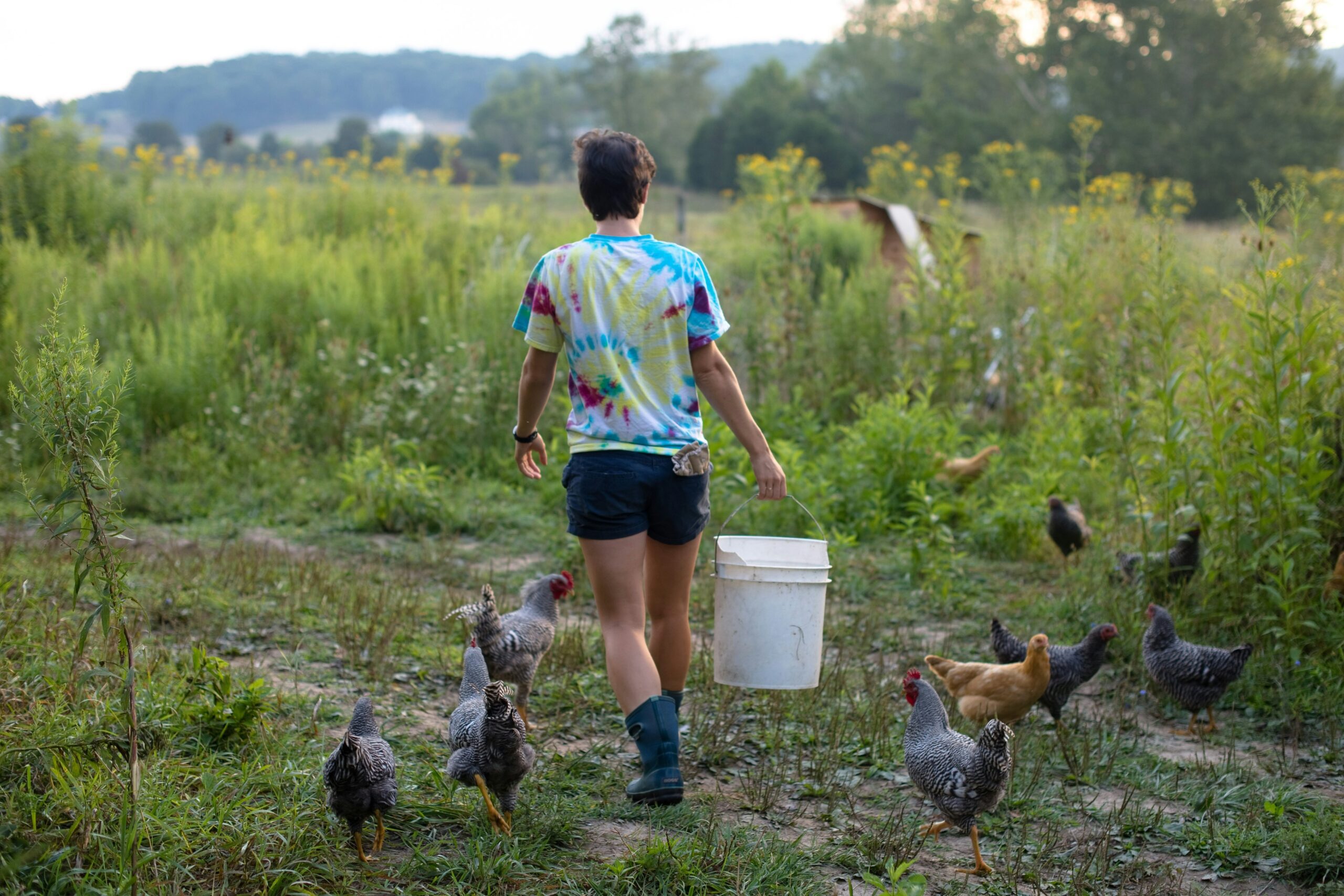 a man and chickens