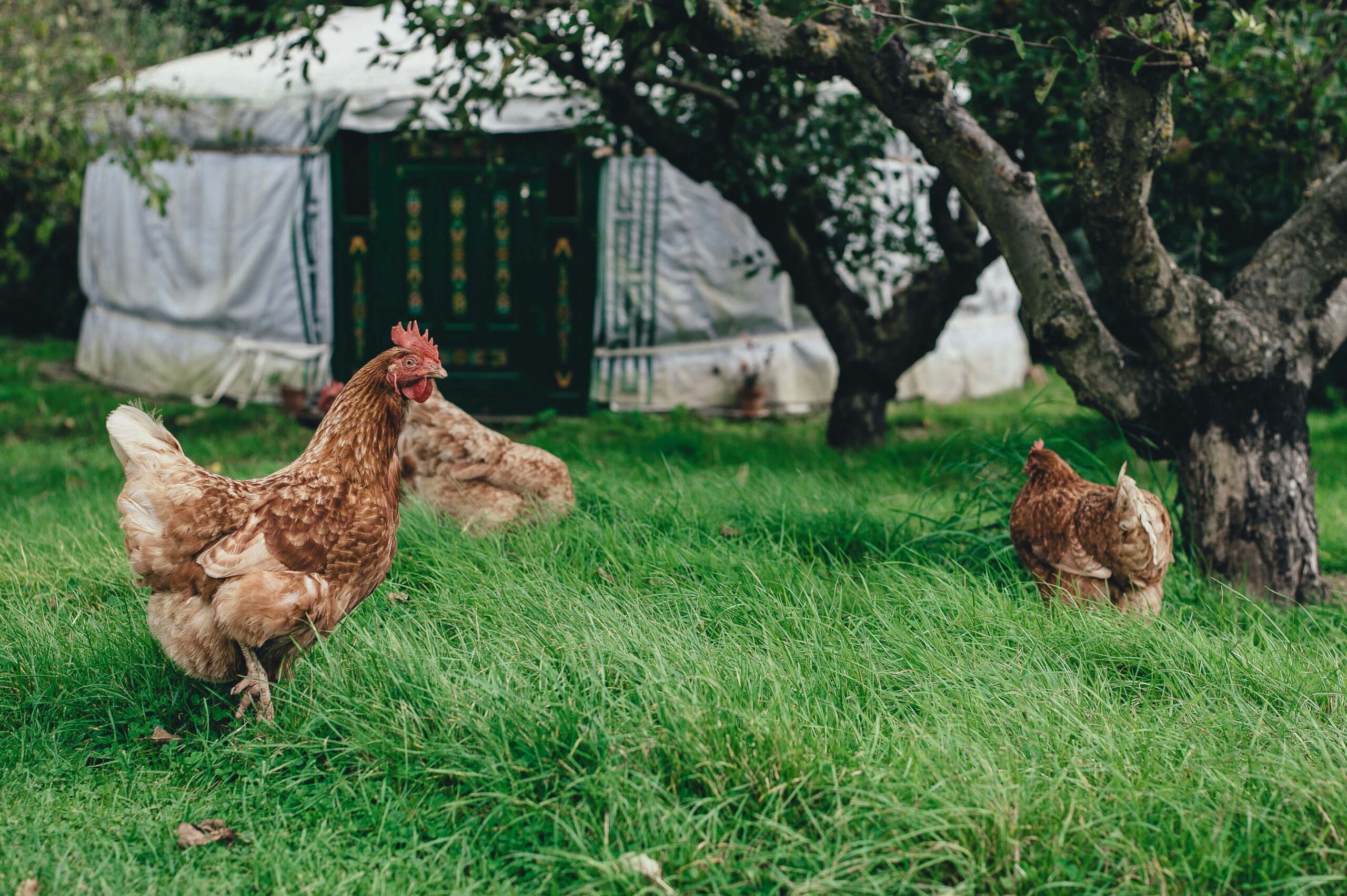 raising chickens organically