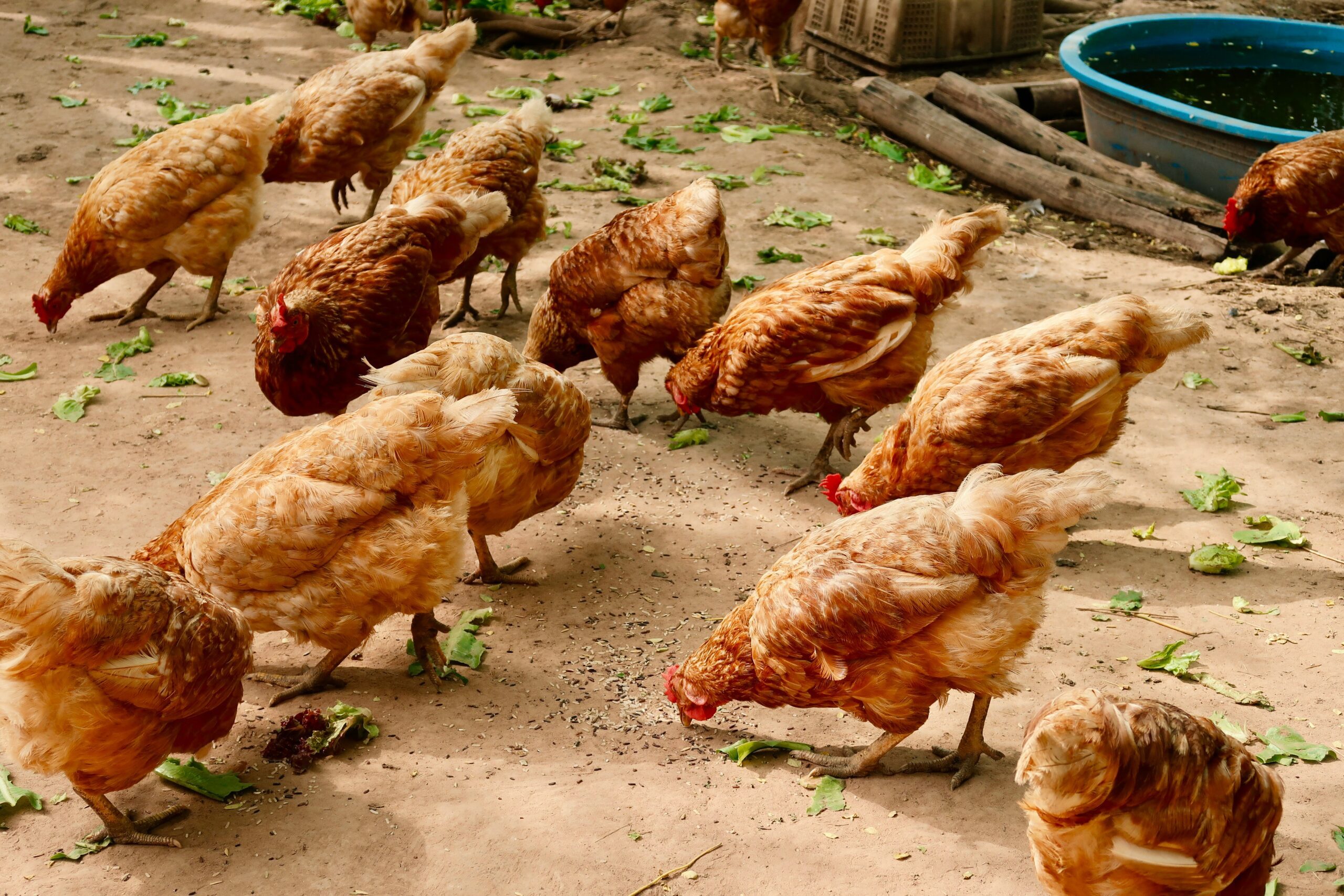 Guide to Certification and Success of Organic Chicken Farming 