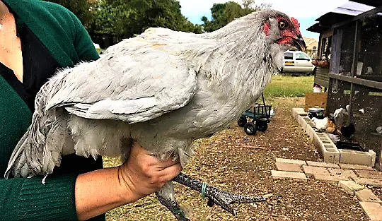 Lavender Easter Egger Chicken