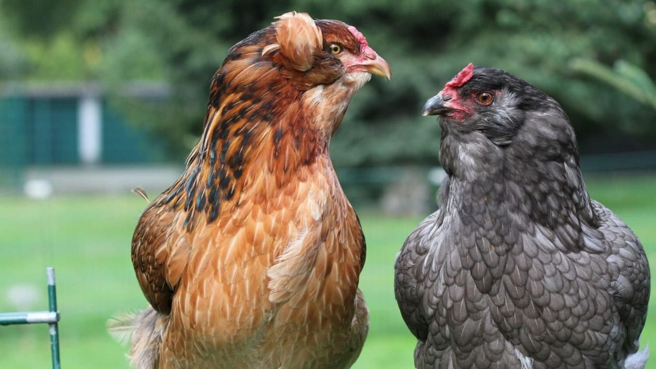 easter egger chickens