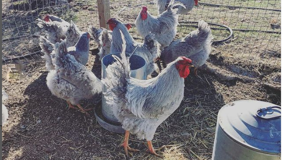 Lavender Wyandotte Chicken for sale