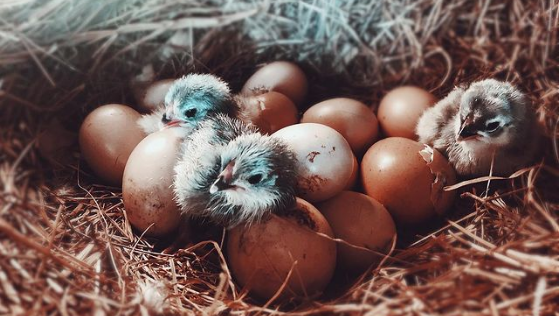 Lavender Wyandotte eggs