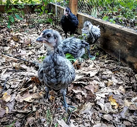 Lavender Easter Egger Chicken