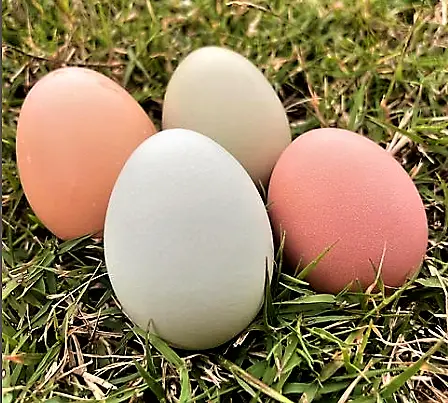 Lavender Easter Egger Chicken eggs