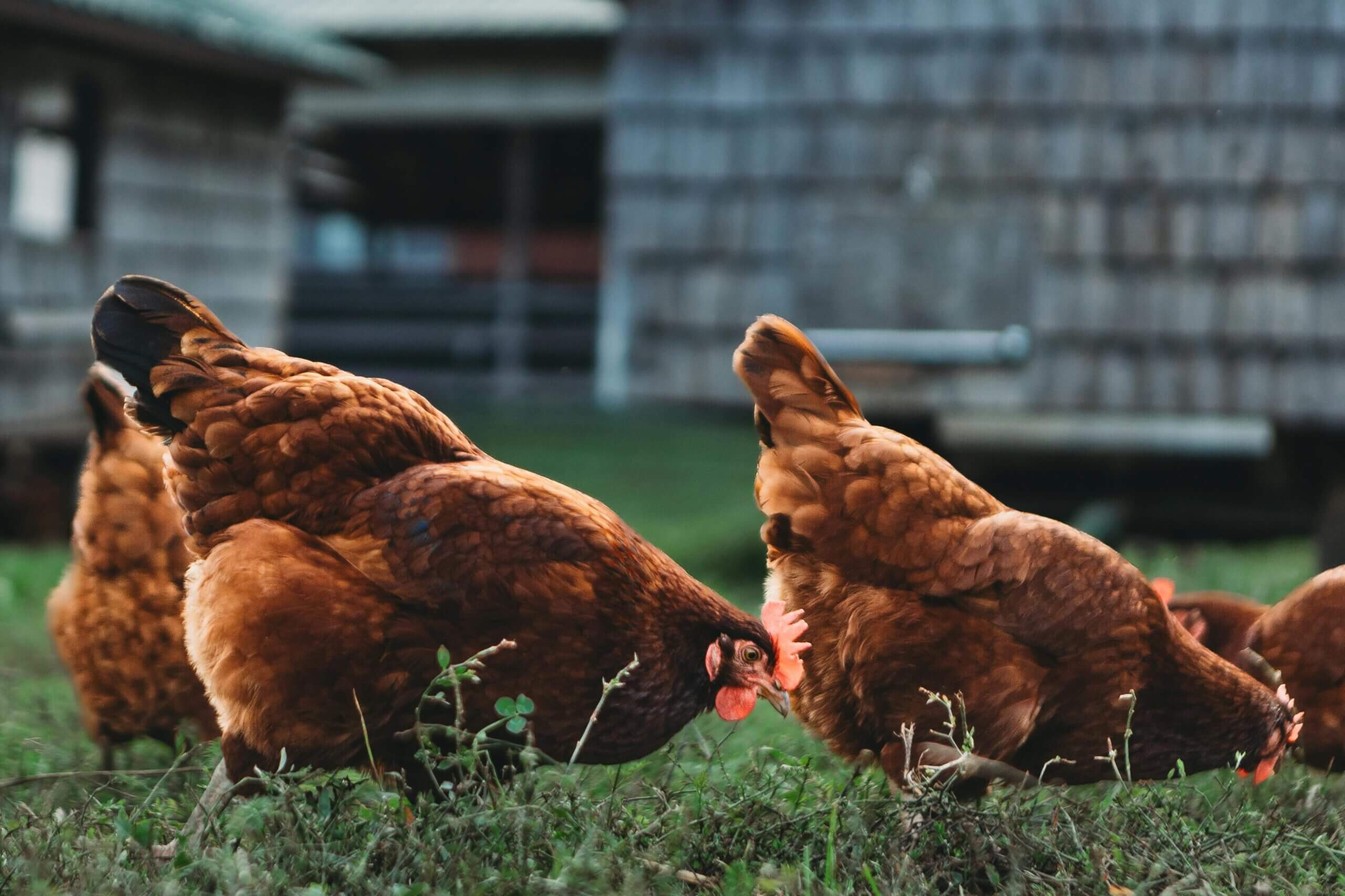 dual purpose chickens